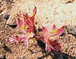 : - Alstroemeria recumbens