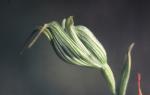 : - Pterostylis recurva