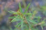 : - Pultenaea juniperina