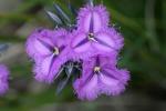 : - Thysanotus multiflorus