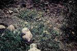 : - Wedelia spilanthoides