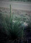 : - Xanthorrhoea platyphylla