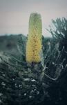 : - Banksia attenuata