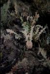 : - Banksia hiemalis