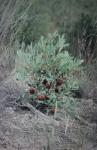 : - Banksia quercifolia