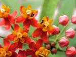 Indianer-Seidenpflanze - Asclepias curassavica