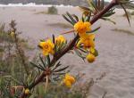 Buchsblättrige Berberitze - Berberis microphylla