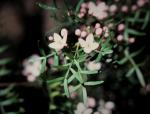 : - Boronia muelleri