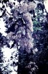 : - Clematis glycinoides