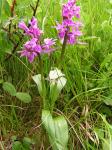 : - Dactylorhiza euxina