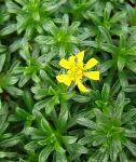 : - Gutierrezia spathulata