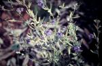 : - Dampiera lanceolata