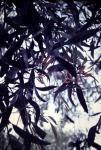 : - Dendrophthoe glabrescens