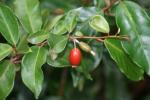 : - Elaeagnus triflora
