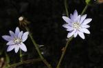 : - Leucheria runcinata