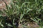 Kanten-Lauch - Allium angulosum