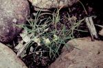 : - Goodenia disperma
