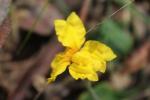 : - Goodenia lanata