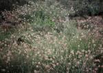 : - Grevillea bracteosa