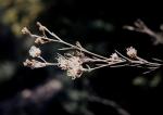 : - Grevillea endlicheriana