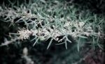 : - Grevillea triloba