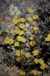 : - Hibbertia acerosa