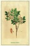 Manna-Esche - Fraxinus ornus