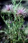 : - Isopogon formosus