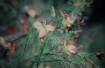 : - Lechenaultia linarioides