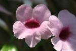 Rosa Pandorea - Pandorea jasminoides