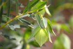 : - Pimelea macrostegia
