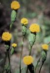 : - Podotheca gnaphalioides