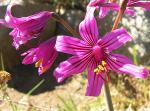 : - Placea amoena