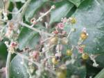 Chenopodium parabolicum - Rhagodia parabolica