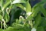 Asiatischer Eidechsenschwanz - Saururus chinensis