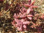 : - Suaeda australis