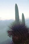 Riesenbromelie-Puya raimondii