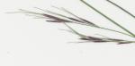 : - Aristida queenslandica