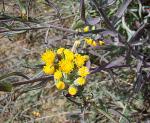 : - Senecio murorum
