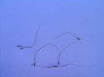 :-Stipa verticillata