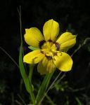 : - Sisyrinchium graminifolium