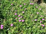 : - Carpobrotus glaucescens
