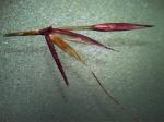 : - Chrysopogon filipes