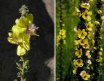 Ruten-Königskerze - Verbascum virgatum