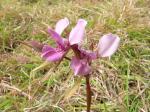 : - Diuris punctata