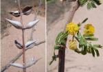 : - Acacia cochliacantha