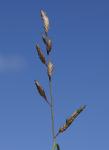 : - Eragrostis brownii