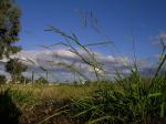 : - Eriochloa pseudoacrotricha