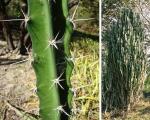 : - Acanthocereus tetragonus