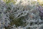 :-Arenaria pungens